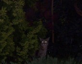 Nocą w ogrodzie