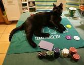 Dealer rządzi pokerowo