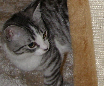 Franio 2