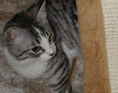 Franio 2