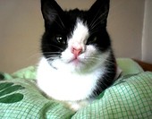 Maj 2011