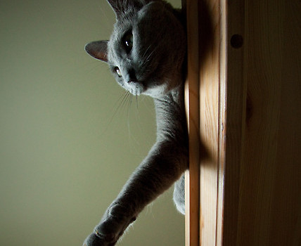 hello