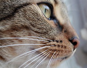Portret
