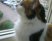 The Watcher