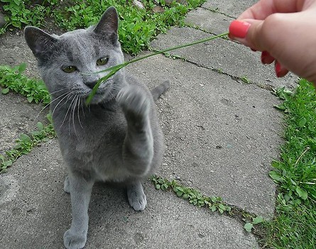 Ooo trawka :)