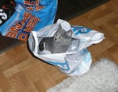 Fikus