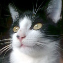 Antonina (Tosia)