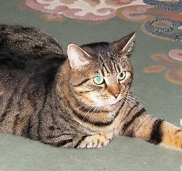 Pelasia