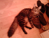 Kot w butach :)