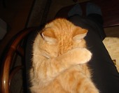Koci facepalm