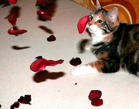 moje american beauty