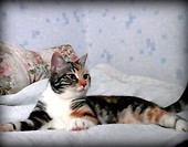 modelka