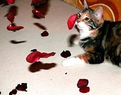 moje american beauty