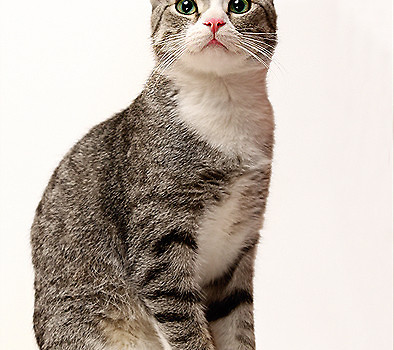 Kat madl
