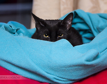 Greta