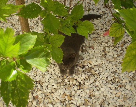 Pod hibiskusem