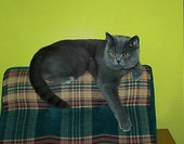 Nelson odpoczywa ;)