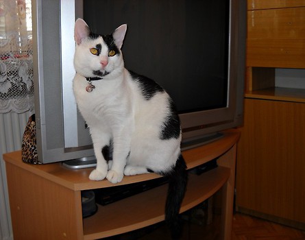 Przy telewizorze