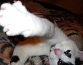 Pazurki