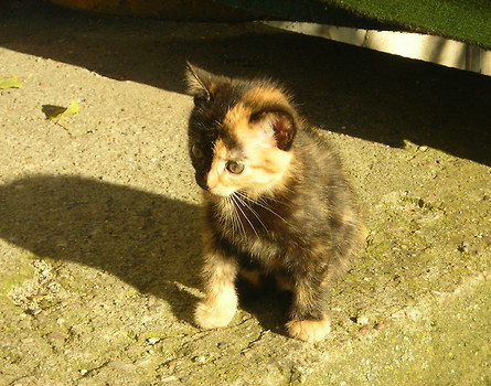 Cudak