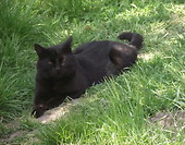 Rubin