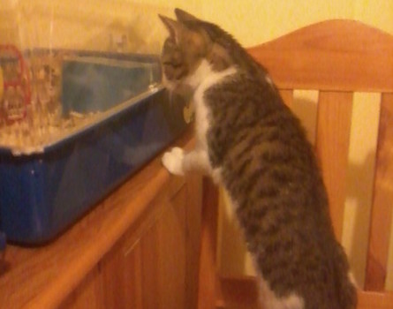 Gerbile i ja