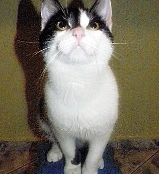 Netoperek :]