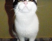 Netoperek :]