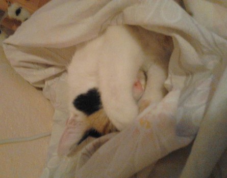 Misia