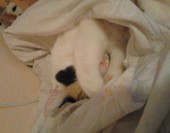 Misia