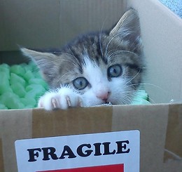Sheldon