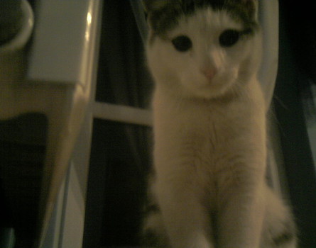 Belzebub