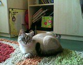 Sharlotta