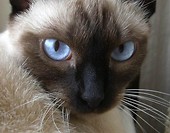 portret