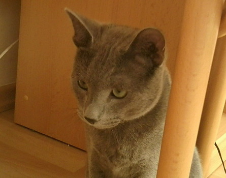 to ta mysz!!!