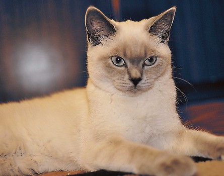 Luna:)