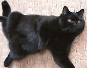 Rita