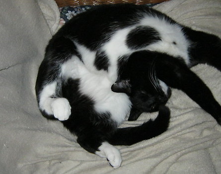 Kocia Joga