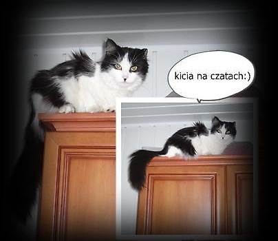 kicia na czatach:)