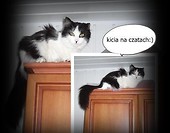 kicia na czatach:)