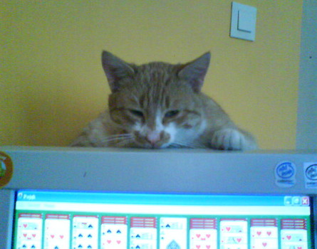 na monitorze
