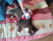 Pan kot w walentynki