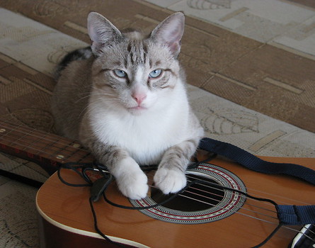 Kotek z gitarą