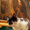 Riko opowiada o Oswaldzie - kocie muzealnym