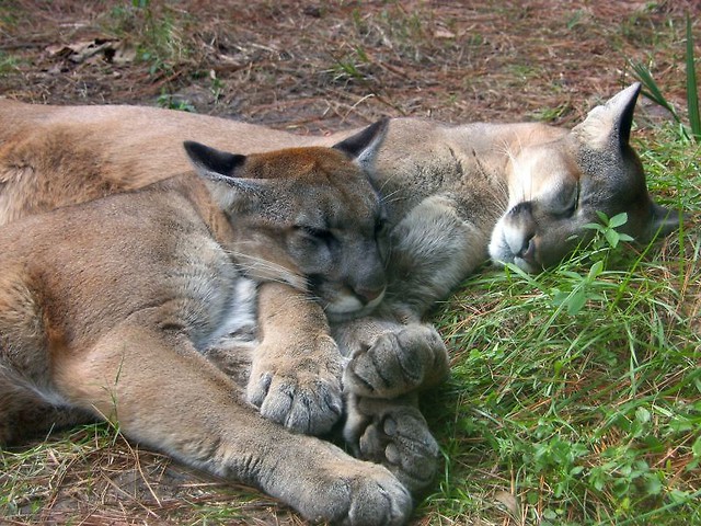 Puma - mały wielki kot / Gatunki / Artykuły / Świat kotów – wiedza - biologia, prawo, kultura,