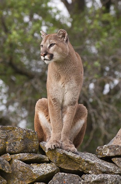 Puma - mały wielki kot / Gatunki / Artykuły / Świat kotów – wiedza - biologia, prawo, kultura,
