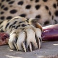Gepard i jego niechowające się pazury