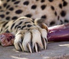 Gepard i jego niechowające się pazury