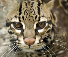 Ocelot