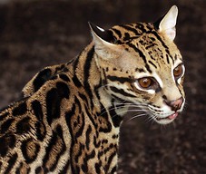 Ocelot profil